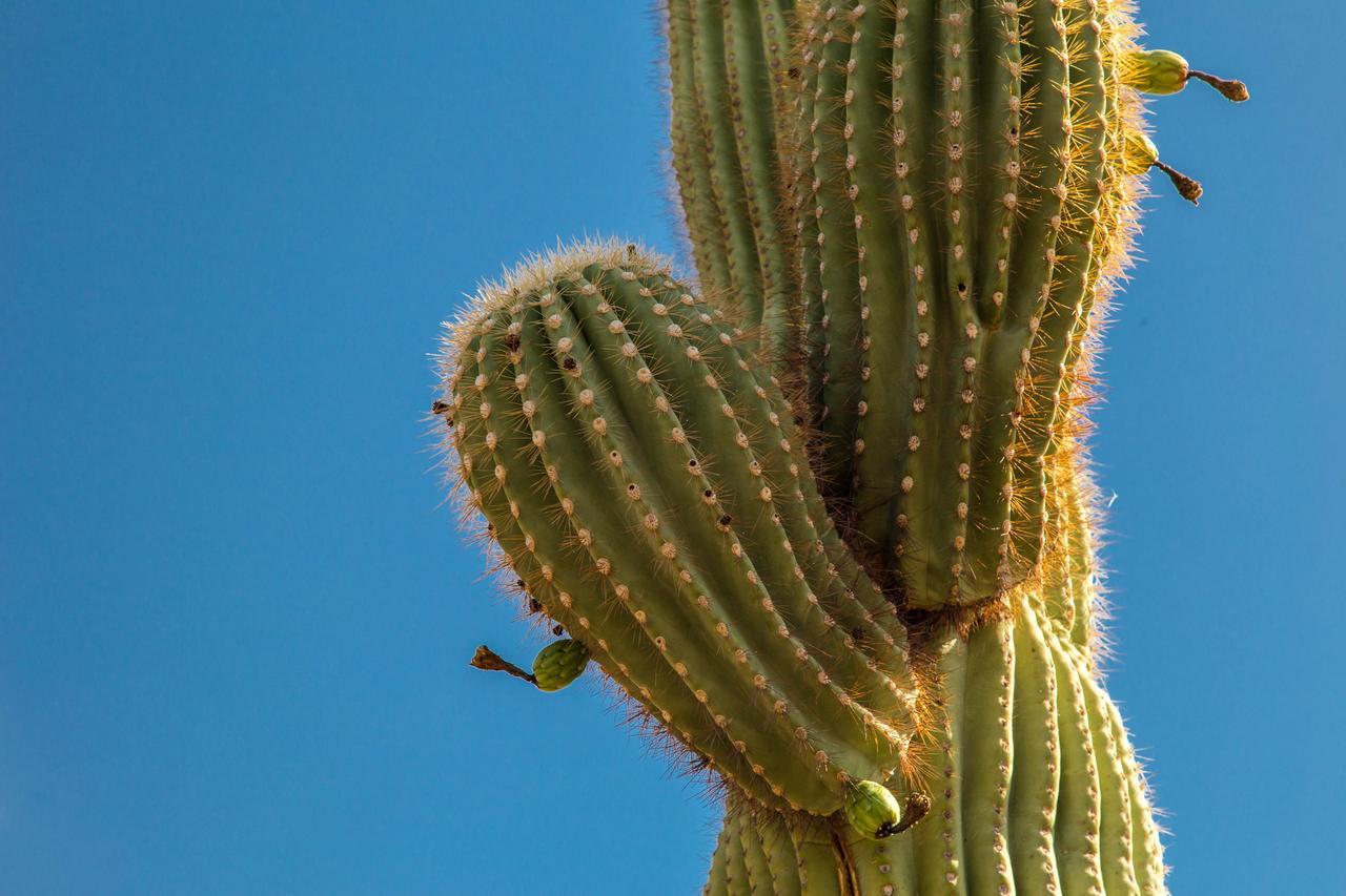 Desert Foothills Phoenix Exterior photo